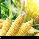 Maize ( Per Unit Trade )