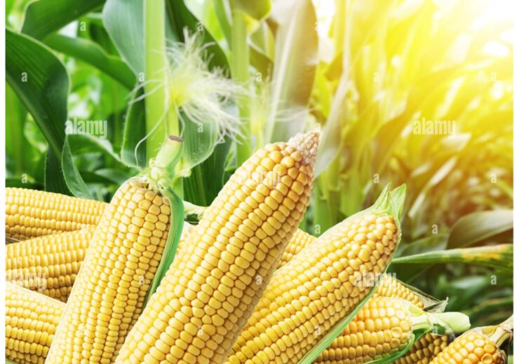 MAIZE
