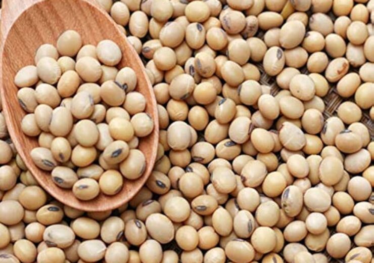 SOYA BEAN